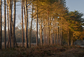 Winter sun shining on pine trees on a frosty early morning