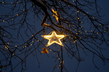 luminous star on tree branches in the night
