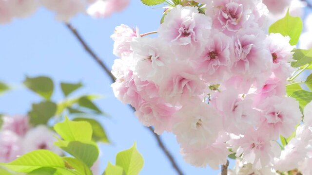 Beautiful cherry blossom flowers in full bloom, swaying in wind, close up.
Yae sakura flowers in book at springtime. 