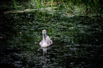 Fototapeta premium A cygnet swimming in a river of green waters