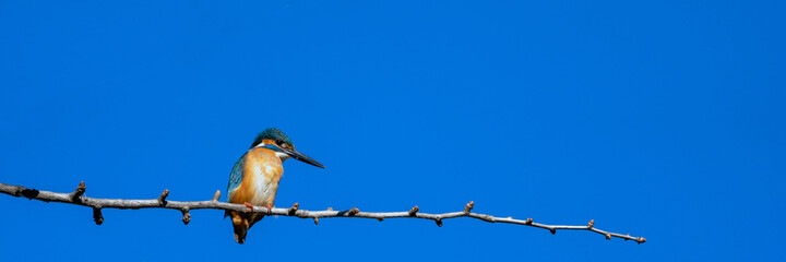 Male common kingfisher perching on the tree with blue background.
