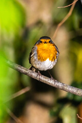 European Robin perched on a tree branch