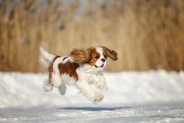 dog running in the snow