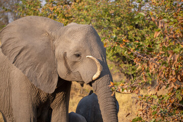 Fototapeta na wymiar Elefant mit Stoßzahnanomalie