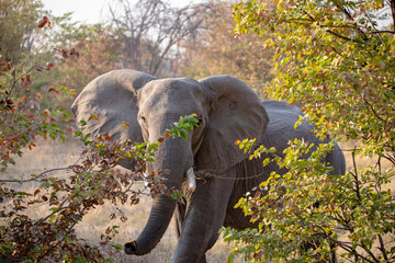 Elefant
