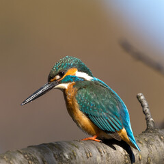 Close up image of Male common Kingfisher (Alcedo atthis) perching on a tree branch.