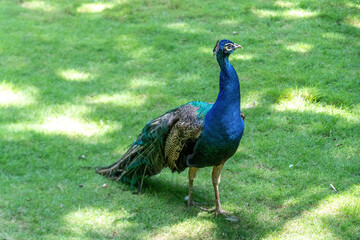 Obraz premium A peacock is walking outside