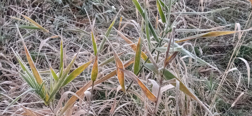 sedge in frost