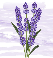 Obraz premium Lavender bouquet on watercolor background. Vector detailed 3d elements
