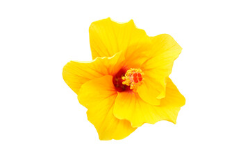 Isolated yellow hibiscus or Chaba flowers red pollen isolated on white with clipping path    