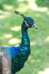 Obraz premium A peacock is walking outside