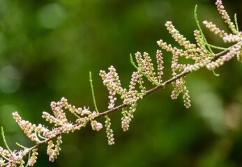 Blooming Tamarix tetrandra or Four Stamen Tamarisk twig with very fine pink flowers against blurred green. Perfect gentle concept for spring design background. Place for your text. Selective focus