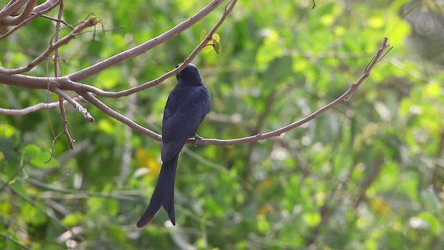Black Drongo perched on branch, Dicrurus macrocercus, Mumbai,Vasai, India