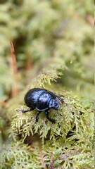 dung beetle on a moss in the forest