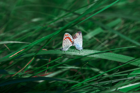 Pair Of Butterfly at the Green Grass . Mating insects scene