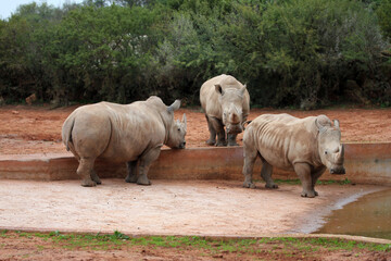 Obraz premium Three white rhinoceros (Ceratotherium simum) standing together