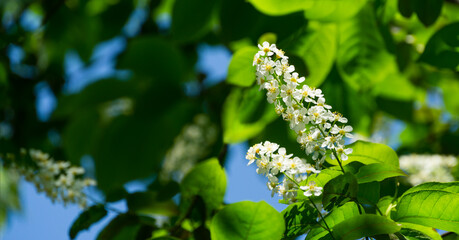 Macro Prunus padus 'Siberian beauty' blossom on bokeh background. White flower of blooming bird cherry or Mayday tree. Selective focus. There is place for text. Nature concept for design