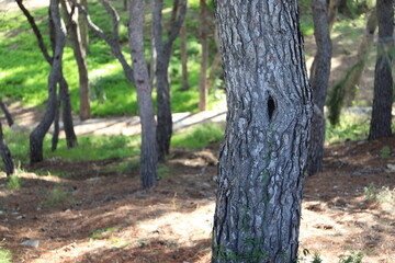 Fototapeta premium A pine tree full of pineapples that is located near the Santa Barba castle in Alicante