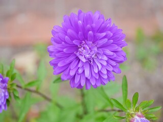 purple aster flower