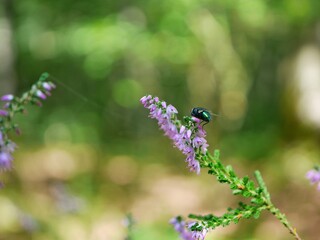 Green fly on a flower
