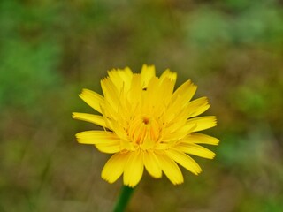 yellow dandelion flower