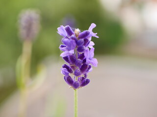 close up of a flower, lavender