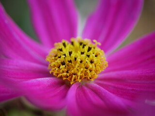 close up of a flower © Nicolas