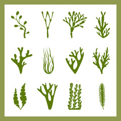 Set of 12 pieces of algae, seaweed, coral on a white background for logos and design