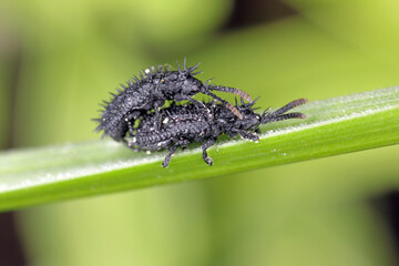 Two spiny beetles of the species Hispa atra copulating on a blade of grass. 