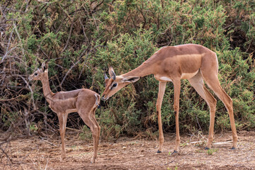 Giraffenhalsgazelle mit Baby