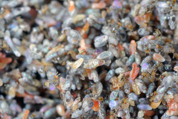 Trichogramma egg parasitoids are successfully used for biological control of a wide range of lepidopteran pests worldwide. The wasps that emerged from a ball in which they developed.