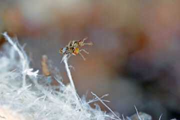 Trichogramma egg parasitoids are successfully used for biological control of a wide range of lepidopteran pests worldwide. The wasps that emerged from a ball in which they developed.