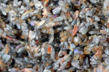 Trichogramma egg parasitoids are successfully used for biological control of a wide range of lepidopteran pests worldwide. The wasps that emerged from a ball in which they developed.