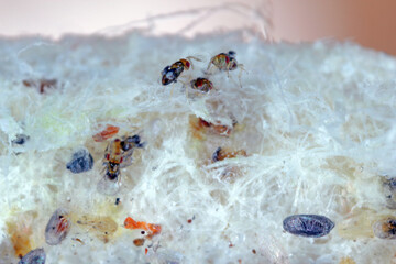 Trichogramma egg parasitoids are successfully used for biological control of a wide range of lepidopteran pests worldwide. The wasps that emerged from a ball in which they developed.
