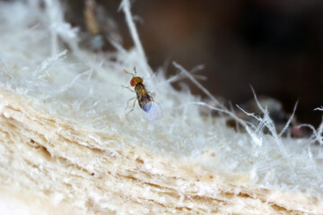 Trichogramma egg parasitoids are successfully used for biological control of a wide range of...