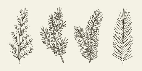 Set of hand drawn conifers. Cedar, juniper, fir, pine illustration