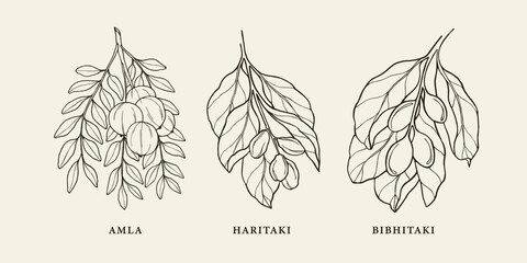 Hand drawn triphala herbs. Amla, haritaki, bibhitaki