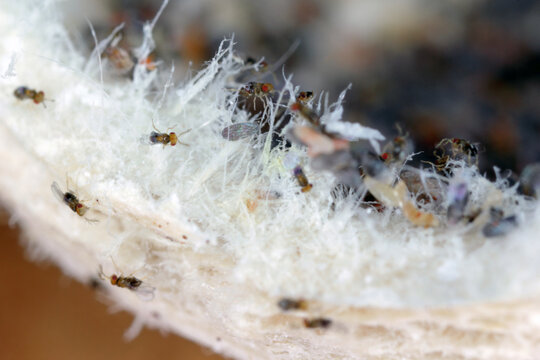 Trichogramma egg parasitoids are successfully used for biological control of a wide range of lepidopteran pests worldwide. The wasps that emerged from a ball in which they developed.