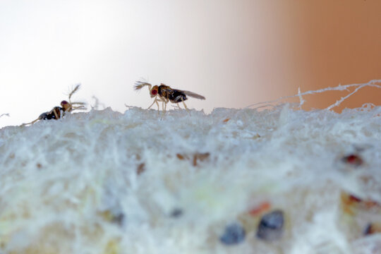 Trichogramma egg parasitoids are successfully used for biological control of a wide range of lepidopteran pests worldwide. The wasps that emerged from a ball in which they developed.