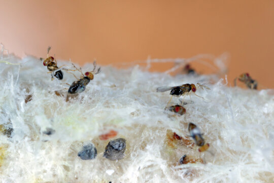 Trichogramma egg parasitoids are successfully used for biological control of a wide range of lepidopteran pests worldwide. The wasps that emerged from a ball in which they developed.