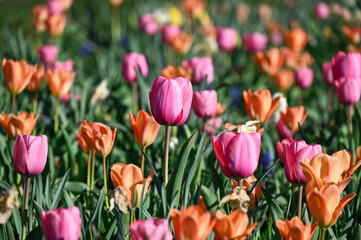 Field of colourful tulips close up in the sun