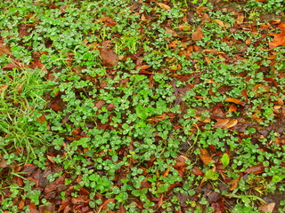 秋の雨に濡れる公園の若草と桜の枯れ葉