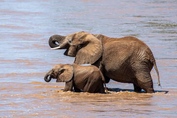 Elefantenkuh mit Kind im Fluss