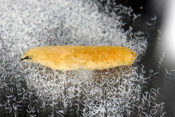 Body of cabbage larvae filled with parasitic entomopathogenic nematodes -Steinernema sp. The...