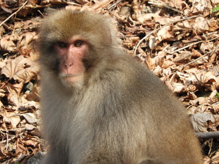 白神山地のニホンザル