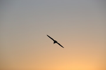 eagle in the sunset