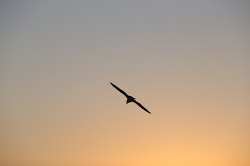 Fototapeta na wymiar eagle in the sunset
