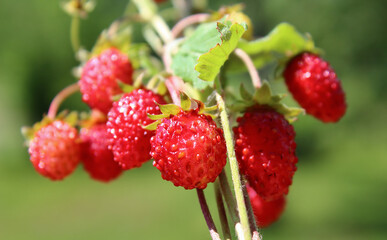 A bouquet of wild strawberries in close-up. Soft focus.