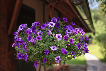 Petunia flower in a hanging pot under the roof of the house. Selective focus.