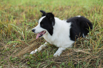 A Border collie dog is lying on the green grass.